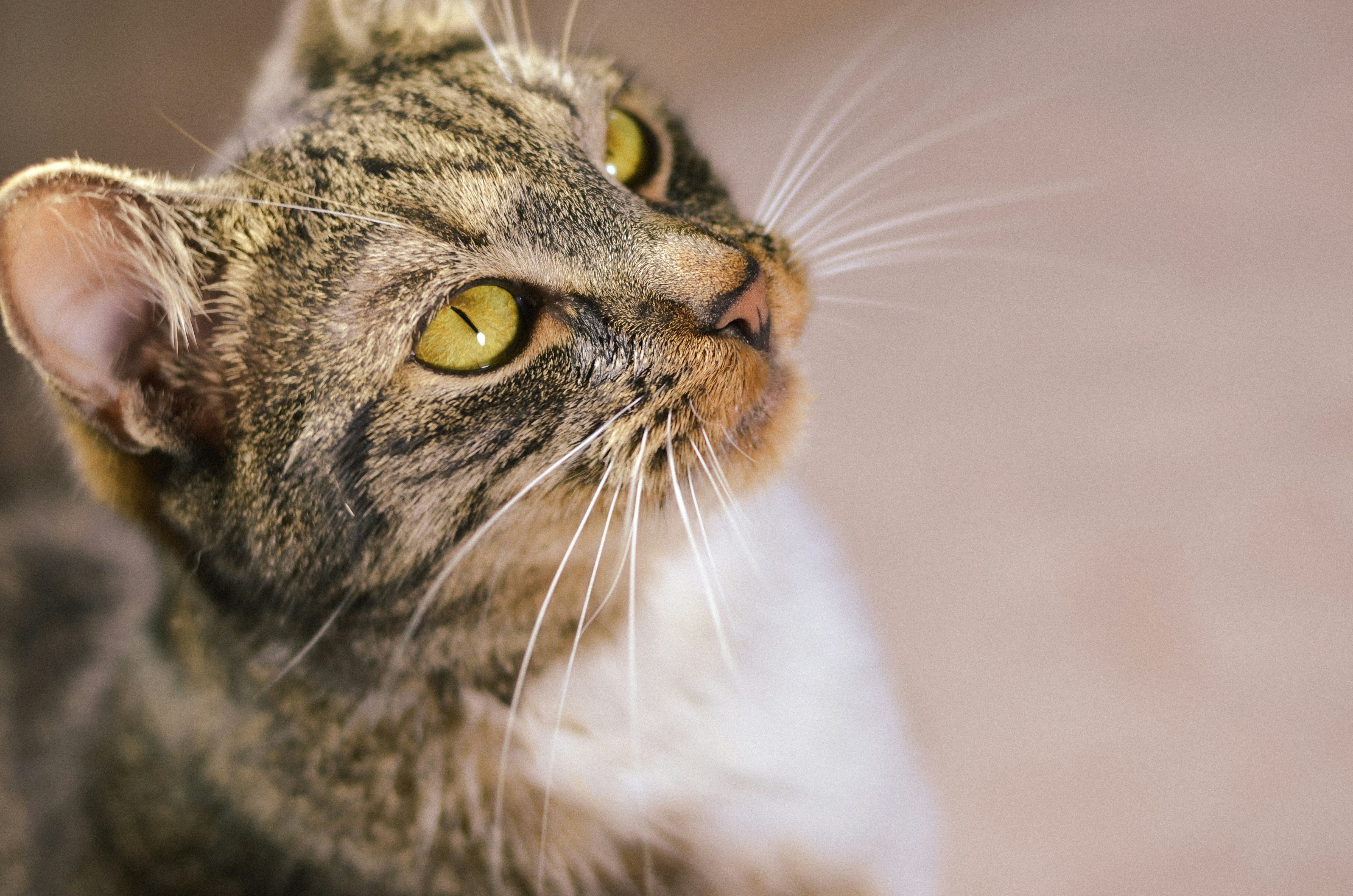 brown tabby cat in close up photography